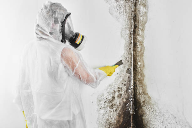 Professional Mold Remediation in Mcalmont, AR